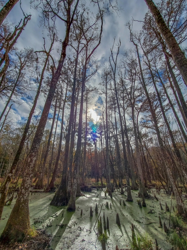 South Carolina swamp 