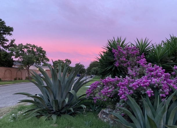 South Texas sunrise on my morning morning neighborhood walk