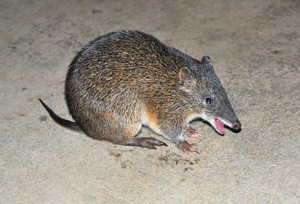 Southern Brown Bandicoot Isoodon obesulus happy to see me 