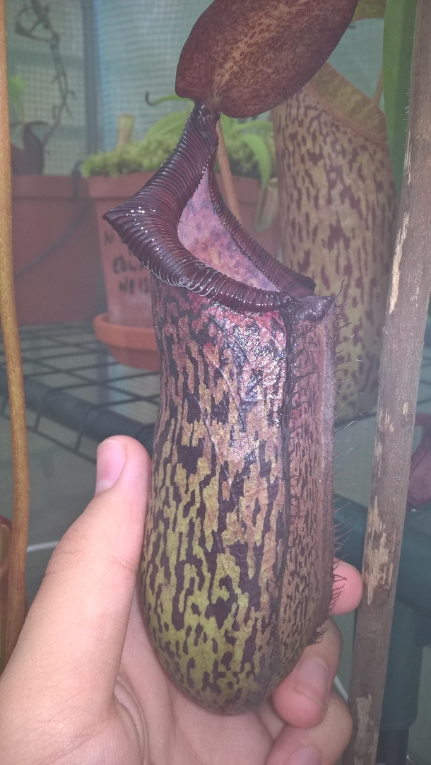 Spectacular colouration on this hybrid Monkey Cup Nepenthes Spectabilis x Ventricosa 