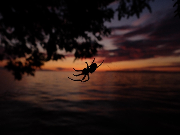 Spider catching the sunset over Lake Michigan