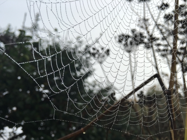 Spider Web in the Misty Morning 
