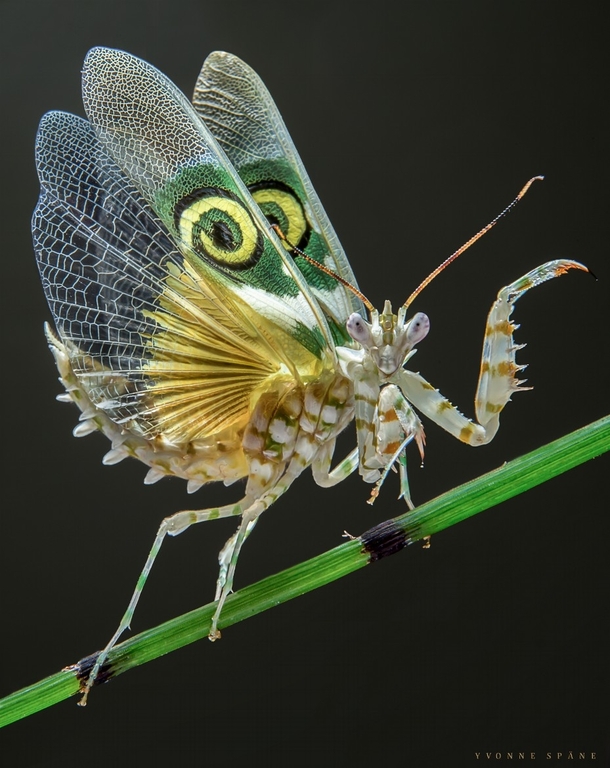 Spiny Flower Mantis Pseudocreobotra wahlbergii 