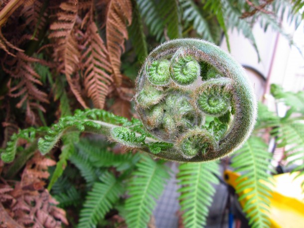 Spirals within spirals unfurling tree fern leaf 