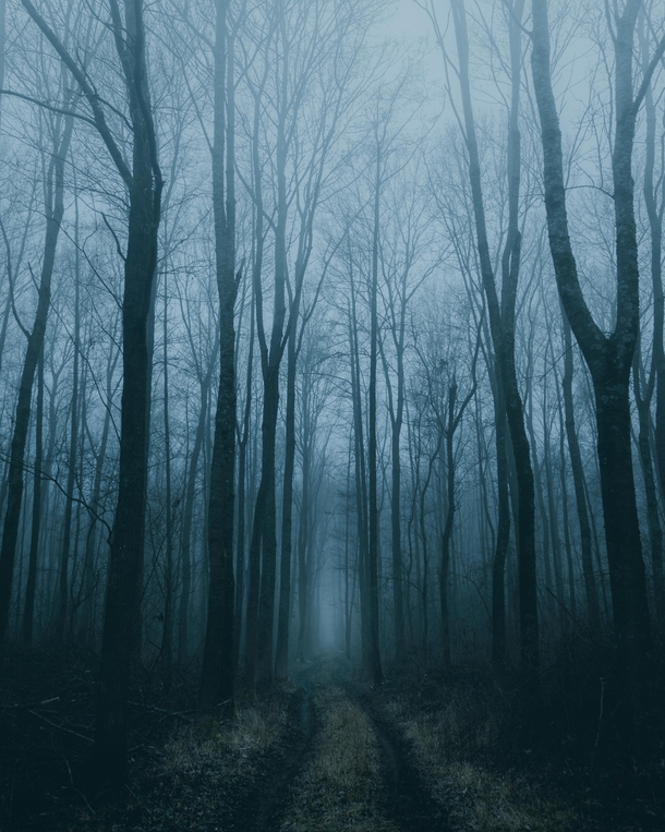 Spooky forest Croatia 