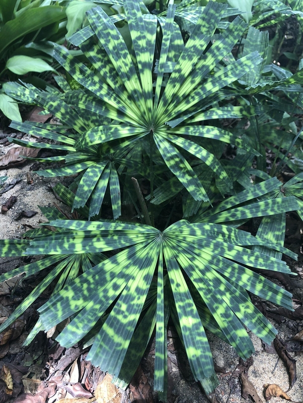 Spotted beauty Mapu palm Licuala mattanensis 