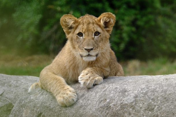 Spotted by a Lion Cub