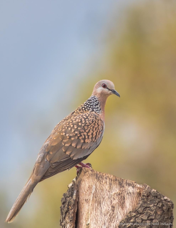 Spotted Doves Spilopelia chinensis 