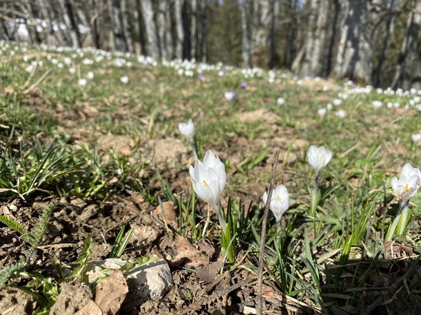 Spring has come to the Jura Mountains 