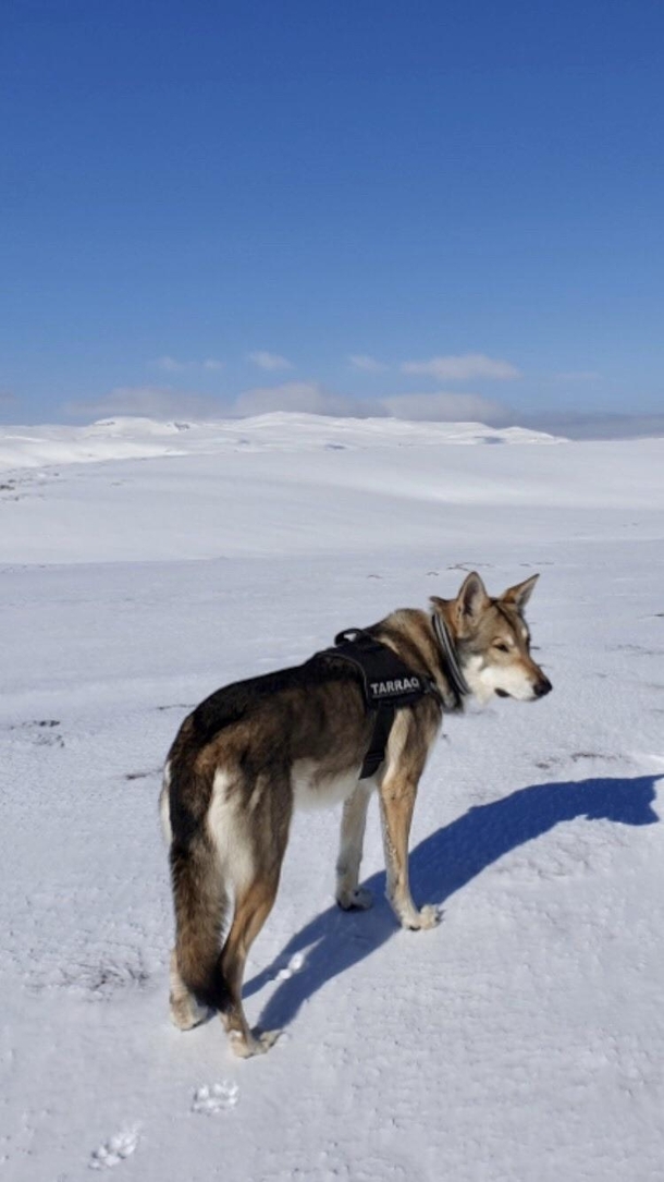 Spring is arriving alone with this big wolfdog and not a human in sight in the Norwegian mountains just how we like it