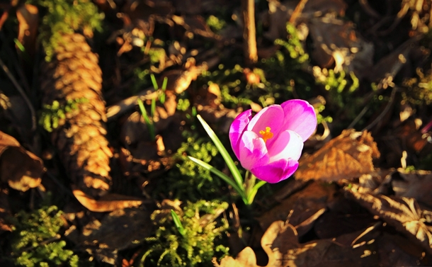 Spring is here Spring Crocus Crocus vernus 
