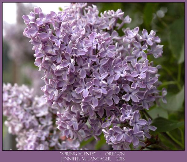 Spring Scents Lilac 