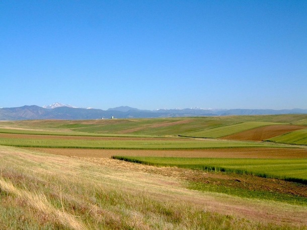 Spring Wheat Colorado Front Range 