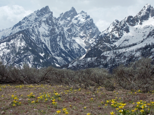 Springtime blossoms under the Cathedral Group Grand Teton National Park Wyoming 