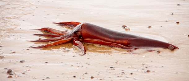 Squid on Fortrose Beach UK by Susan Noble 