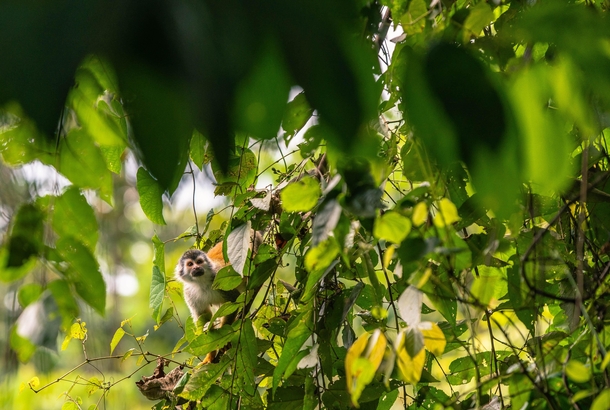 Squirrel Monkey in Costa Rica Saimiri sciureus 