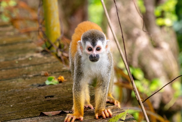 Squirrel Monkey in Costa Rica Saimiri sciureus 