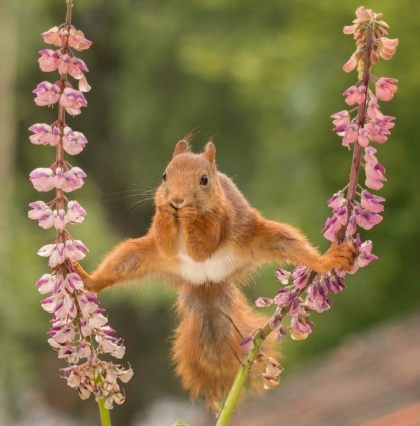 Squirrels got Talent Photo by Geert Weggen