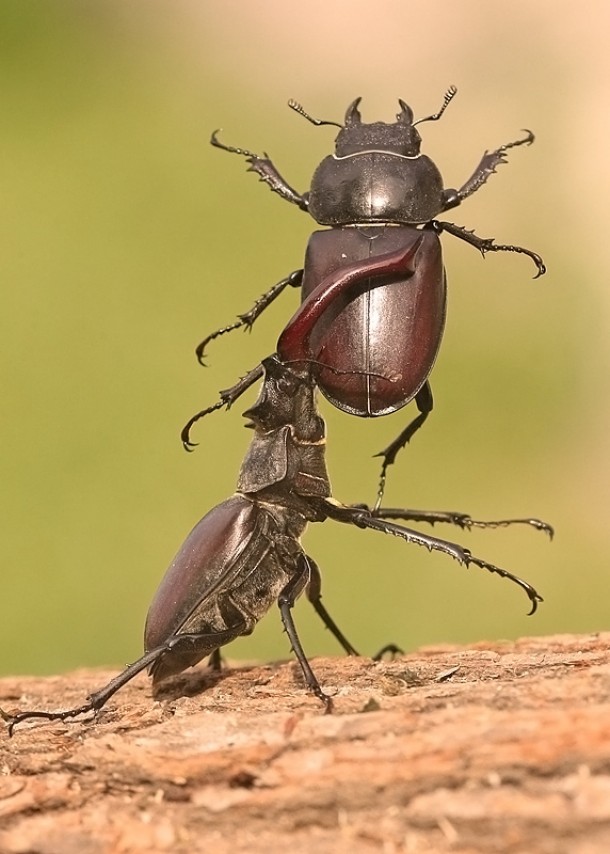 Stag beetle Lucanus cervus 