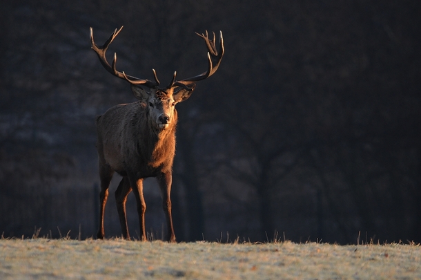 Stag in the early morning