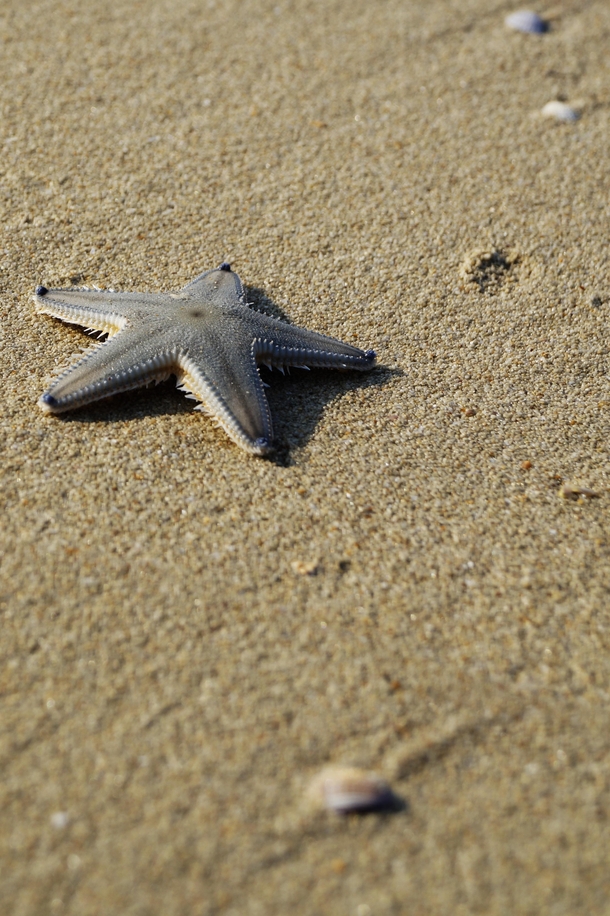 Starfish Goa India OC 