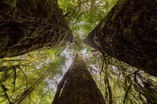 Staring up the center of the Three Sisters -  sitka spruce that are some of the tallest trees in Canada Taken in Carmanah Walbran Provincial Park Vancouver Island BC 