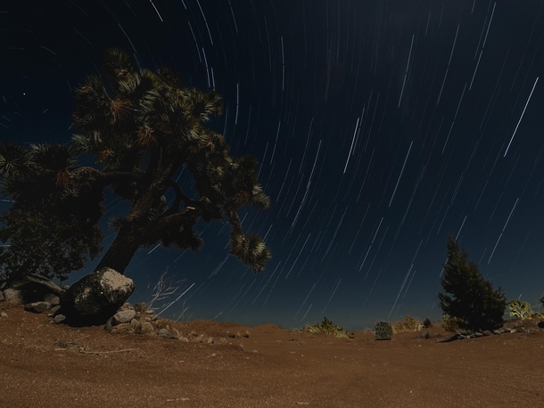 Starry night at Joshua Tree National Park CA 