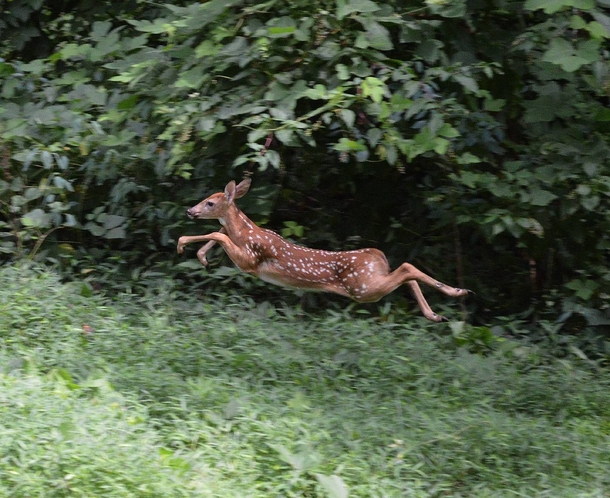 Startled some deer in my backyard and got this pic of one in mid-leap Cherokee National Forest Tennessee 