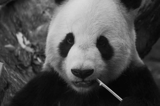 Stay hungrystay panda 