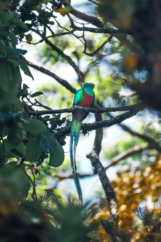 Stay three days to spot a Pharomachrus mocinno Quetzal 