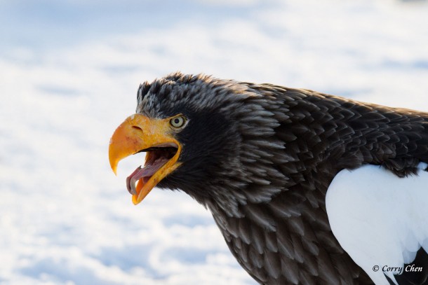 Stellers Sea Eagle 