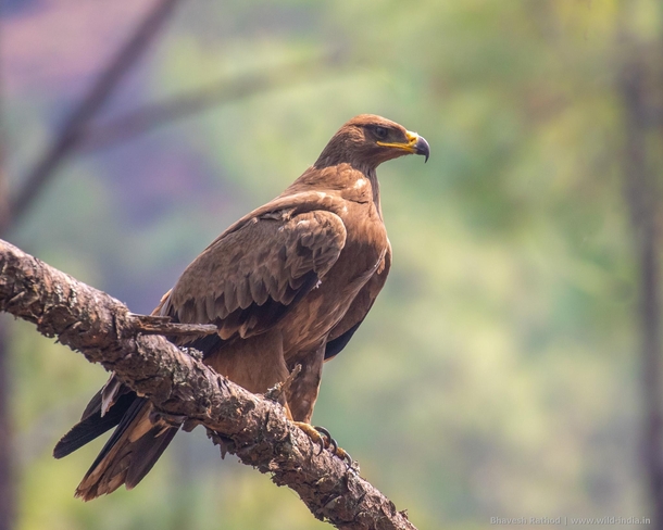 Steppe Eagle Aquila nipalensis a large eagle with rich brown plumage wide wings and seven well-splayed fingers at the wingtip Chopta Uttarakhand India  Canon EOS D Mark II  EF-mm f-L IS II USM