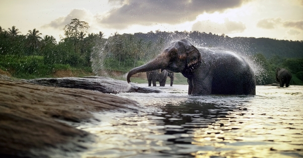 Still of an Asian elephant Elephas maximus bathing captured with K Dragon sensors 