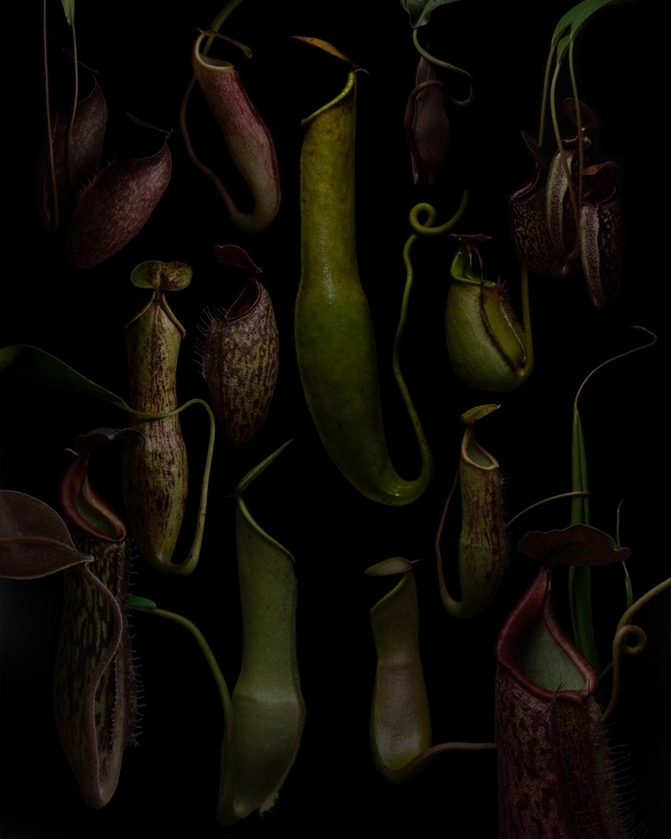 Stitched together photos of some pitchers in my collection Inspired by Ernst Haeckels Nepenthaceae illustration 