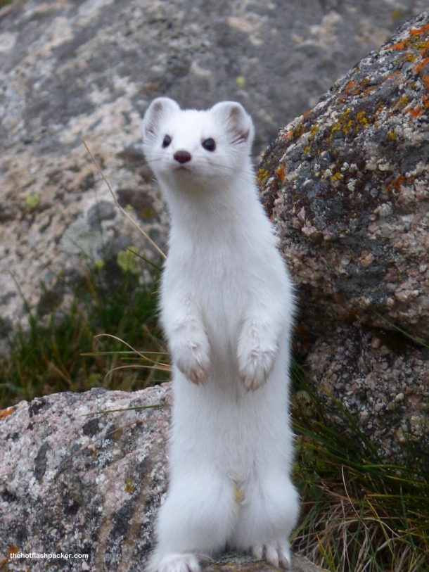 Stoat in its winter Coat Kyrgyzstan Photorator