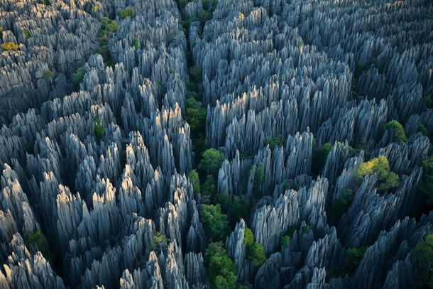 Stone Forest in Madagascar by Steven Alvarez 