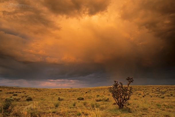 Storm clouds at sunset over a lone cholla cactus in New Mexico 