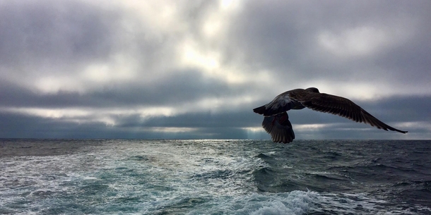 Stormy sky over the Pacific off of the Central California Coast with Seagull
