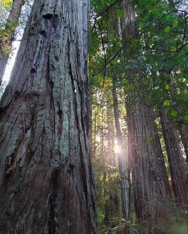 Stout Redwood Grove Jedidiah Smith State Park California 