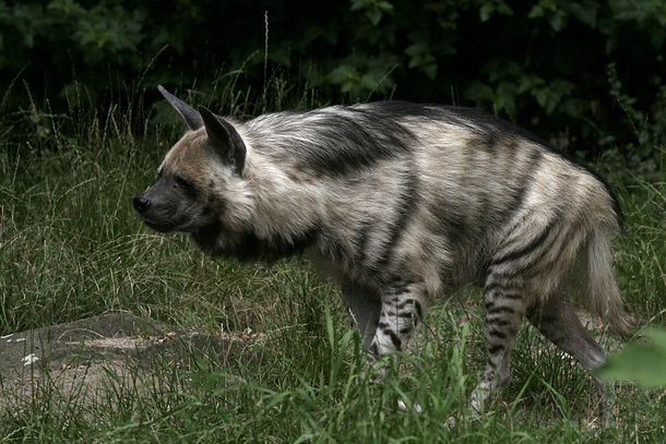 Striped Hyena 