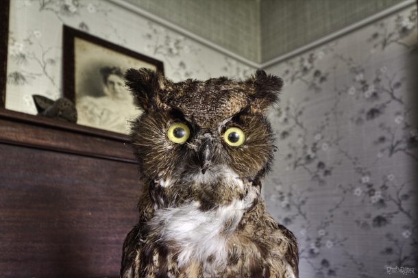 Stuffed Owl that Scared the Crap Outta Me Inside an Abandoned House in Rural Ontario 