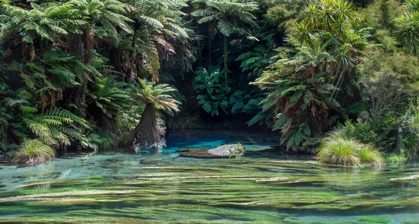 Stumbled upon this beautiful slice of paradise while road tripping across North Island- Blue Springs New Zealand 