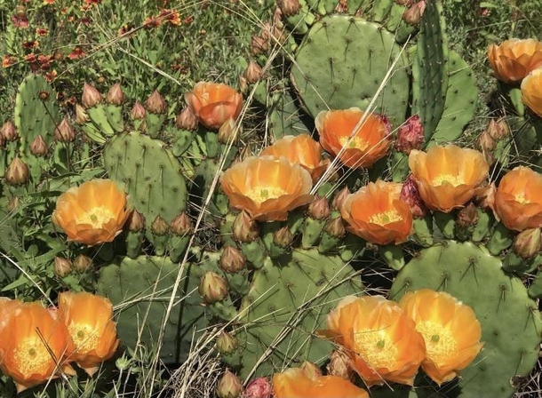 stunning cactus blossoms