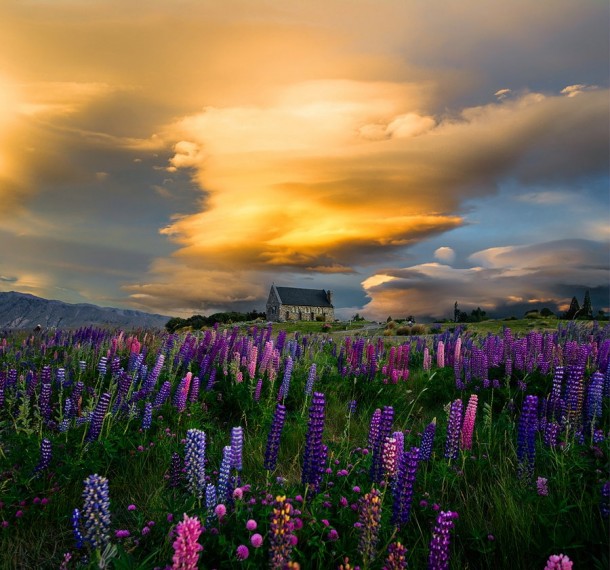 Stunning Lupin Field in New Zealand 