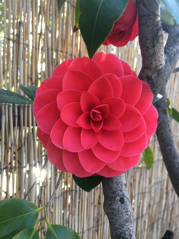 Stunningly perfect camellia