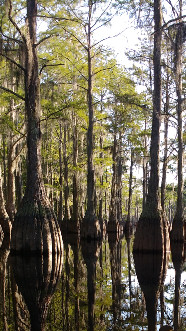 Submerged trees reflected on George L Smith State Park lake in Georgia Great hammock location 