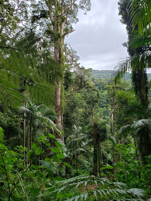 Subtropical rainforest of Lamington National Park Queensland 