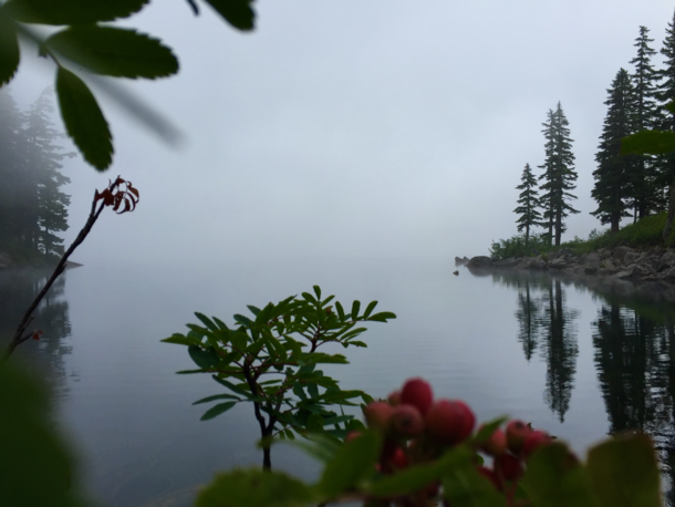 Such a calming fogprobably some poisonous berries but they look cool Washington USA 