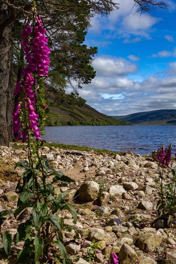 Summer colours on Loch Muick Scotland 
