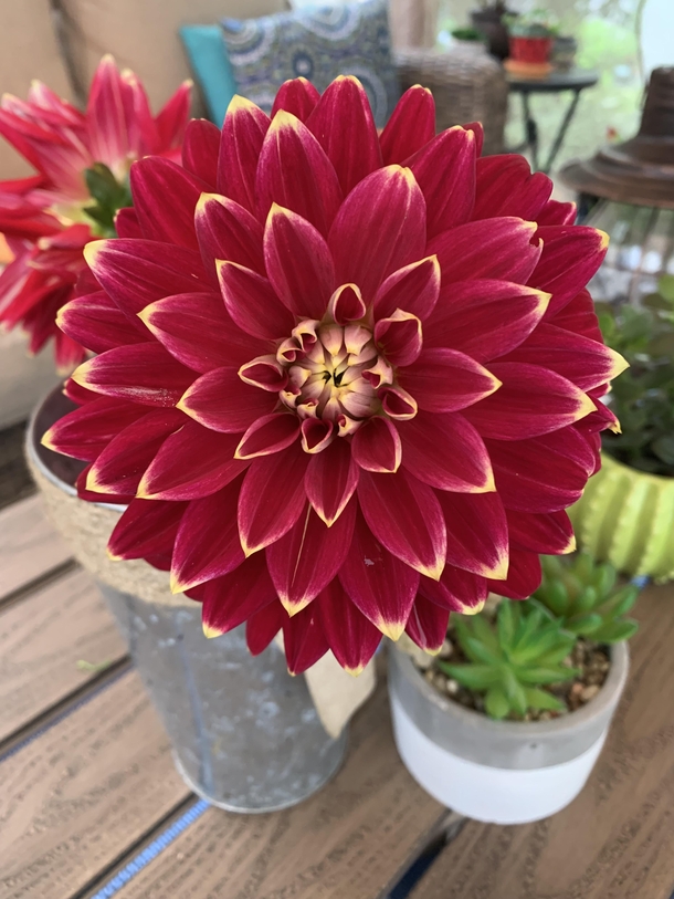 Summer  Dahlias are blooming